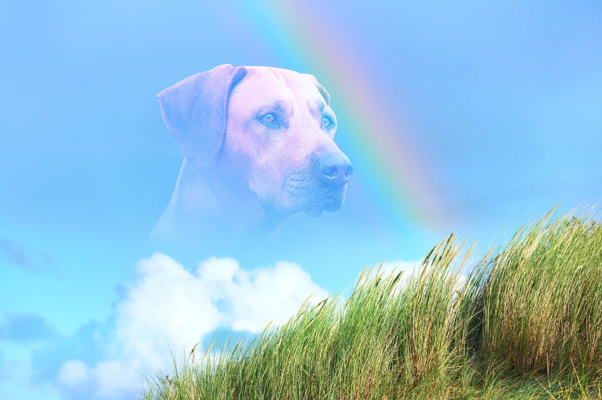 Perro junto a un arcoíris que simboliza el recuerdo y la esperanza