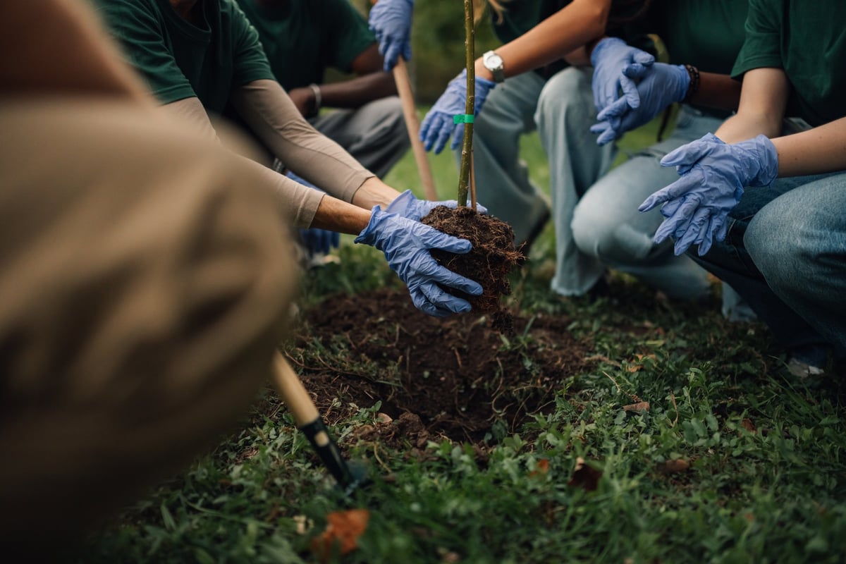 Voluntarios plantando un árbol en un parque
